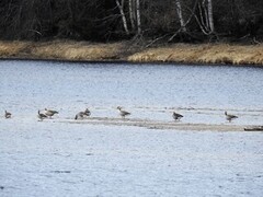 Greylag Goose (Anser anser)