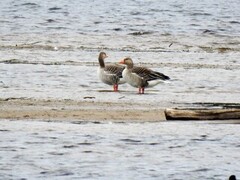 Greylag Goose (Anser anser)