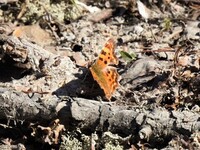 Comma Butterfly (Polygonia c-album)