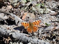Comma Butterfly (Polygonia c-album)