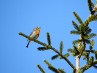 Rødstrupe (Erithacus rubecula)