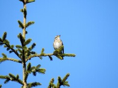 Redwing (Turdus iliacus)
