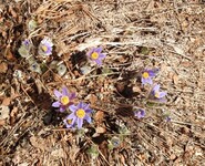 Stor kubjelle (Pulsatilla vulgaris)