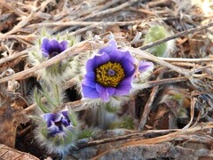 Stor kubjelle (Pulsatilla vulgaris)