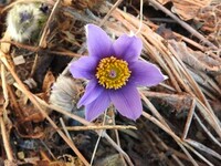 Stor kubjelle (Pulsatilla vulgaris)