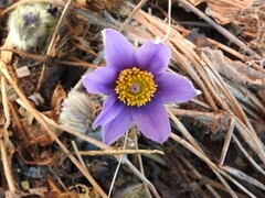 Stor kubjelle (Pulsatilla vulgaris)