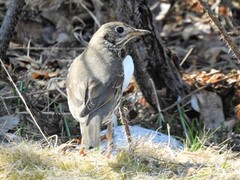 Song Thrush (Turdus philomelos)