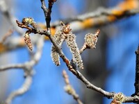 Aspen (Populus tremula)