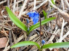 Russeblåstjerne (Othocallis siberica)