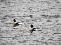 Red-breasted Merganser (Mergus serrator)