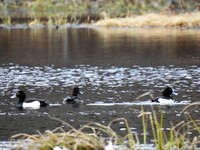 Tufted Duck (Aythya fuligula)