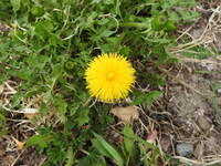 Dandelion (Taraxacum)