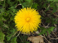 Dandelion (Taraxacum)