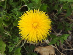 Løvetannslekta (Taraxacum)