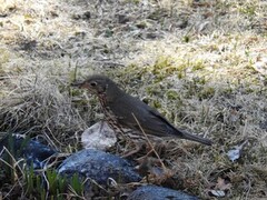 Song Thrush (Turdus philomelos)
