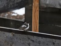 Pied Flycatcher (Ficedula hypoleuca)