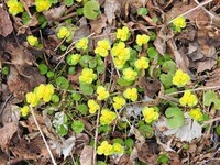 Golden-saxifrage (Chrysosplenium alternifolium)