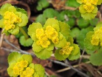 Golden-saxifrage (Chrysosplenium alternifolium)