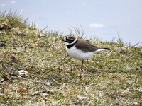 Little Ringed Plover (Charadrius dubius)