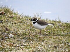 Little Ringed Plover (Charadrius dubius)