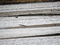 Common Greenshank (Tringa nebularia)