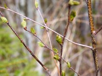 Downy Birch (Betula pubescens)