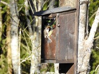 Pied Flycatcher (Ficedula hypoleuca)
