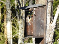 Pied Flycatcher (Ficedula hypoleuca)