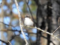 Pied Flycatcher (Ficedula hypoleuca)