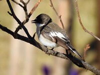 Pied Flycatcher (Ficedula hypoleuca)