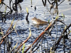 Buttsnutefrosk (Rana temporaria)