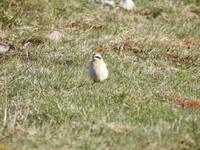 Wheatear (Oenanthe oenanthe)
