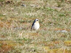 Steinskvett (Oenanthe oenanthe)