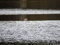 Eurasian Wigeon (Anas penelope)