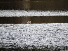 Eurasian Wigeon (Anas penelope)
