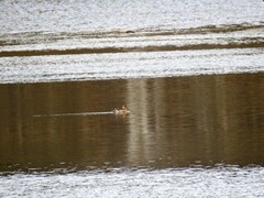 Eurasian Wigeon (Anas penelope)