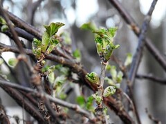 Hagerips (Ribes rubrum)