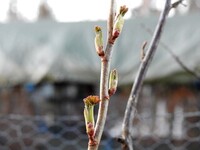 Black Currant (Ribes nigrum)