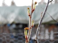 Solbær (Ribes nigrum)