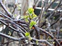 Gooseberry (Ribes uva-crispa)