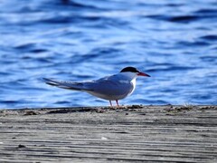 Common Tern (Sterna hirundo)