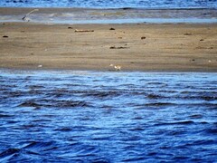 Strandsnipe (Actitis hypoleucos)