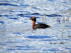 Horndykker (Podiceps auritus)