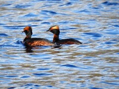 Horndykker (Podiceps auritus)