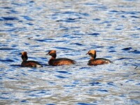 Slavonian Grebe (Podiceps auritus)
