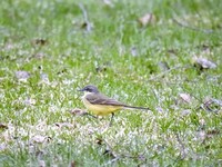 Yellow Wagtail (Motacilla flava)