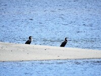 Great Cormorant (Phalacrocorax carbo)