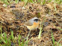 Common Redstart (Phoenicurus phoenicurus)