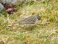 Tree Pipit (Anthus trivialis)