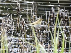 Løvsanger (Phylloscopus trochilus)